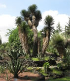 Jardín Botánico del IBUNAM